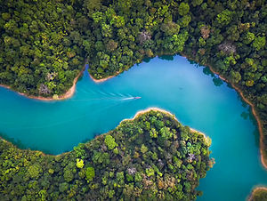 Trees From Above