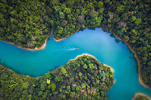 Trees From Above