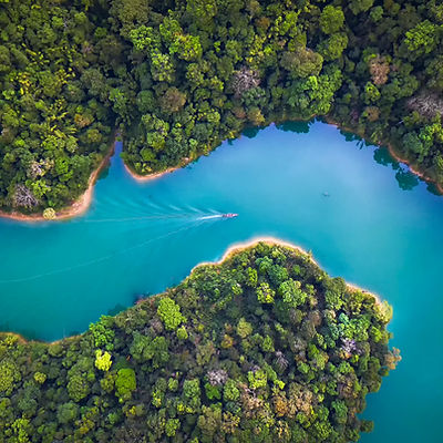 Trees From Above