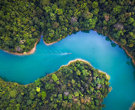 Trees From Above