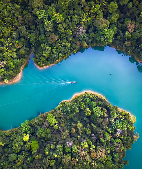 Trees From Above