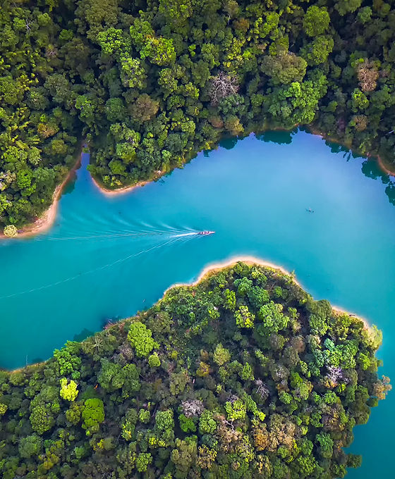 Trees From Above