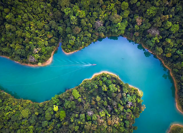 Trees From Above