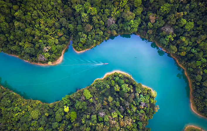 Trees From Above