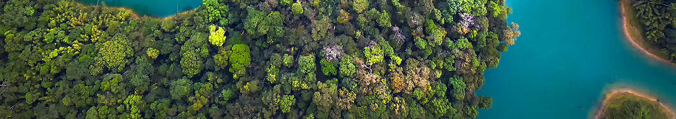 Trees From Above