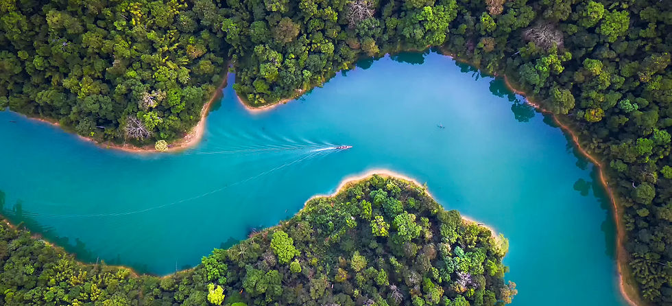 Trees From Above