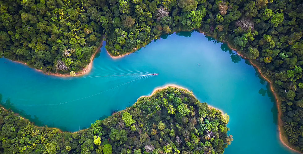 Trees From Above