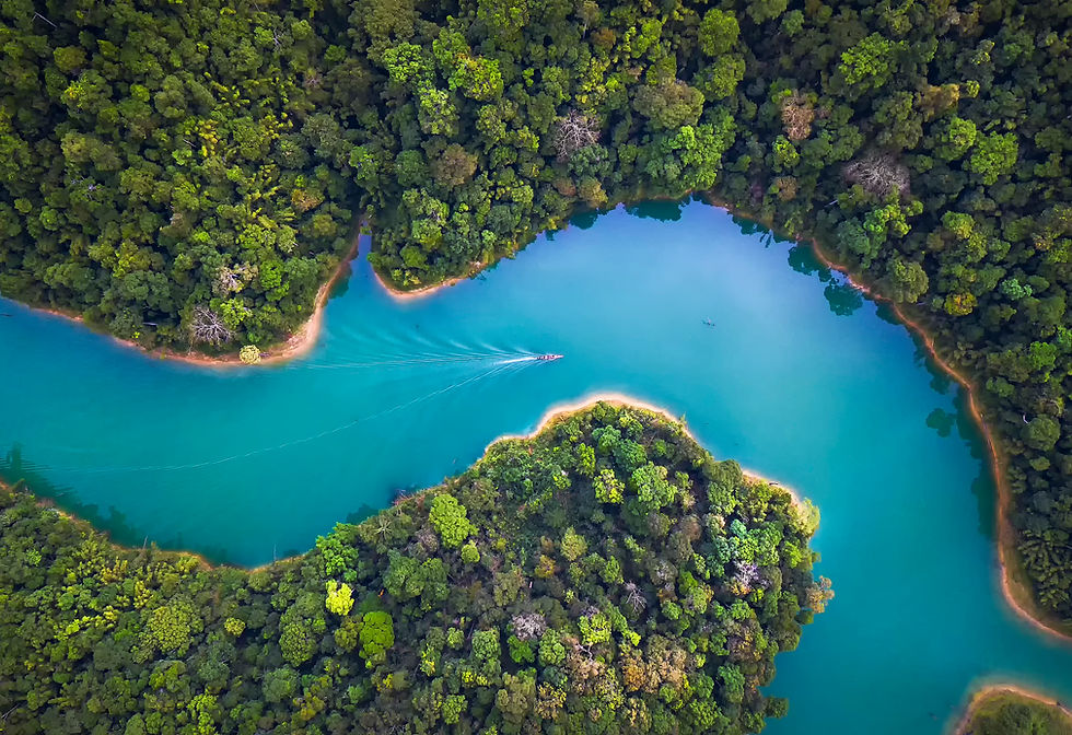 Trees From Above