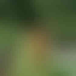 Child walking in the garden, counting space between plants