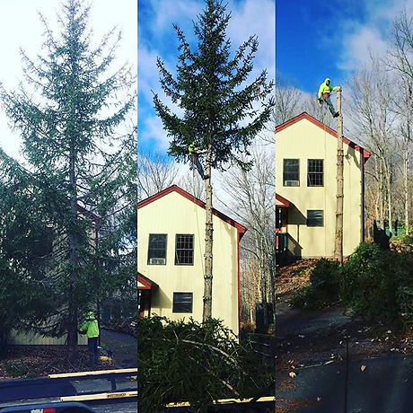 Tree removal the other day. Cut down, cut up and removed in just over an hour.jpg