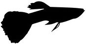 guppy_edited.jpg