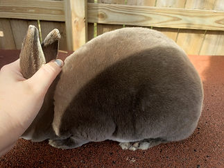 mole.jpg