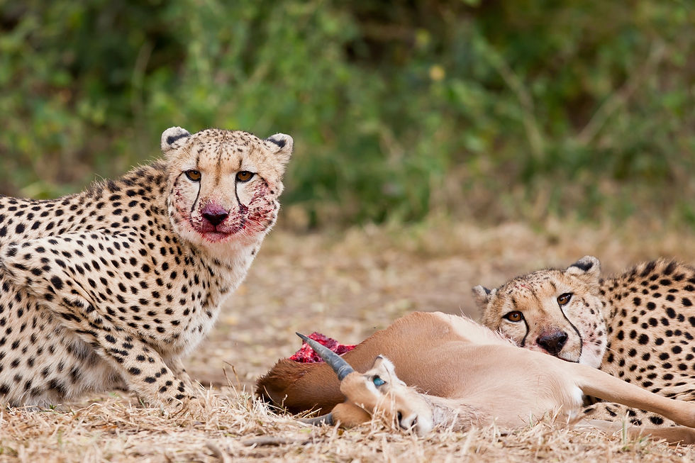 Makutsi Safari Lodge