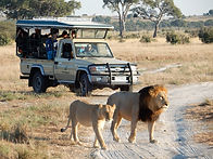 STOHLER TOURS_VOYAGES_VACANCES_AFRIQUE__BOTSWANA_AVENTURE_SAFARIS_CAMPING TOUR_ANIMAUX SAUVAGE_LION