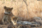 Makutsi Safari Lodge