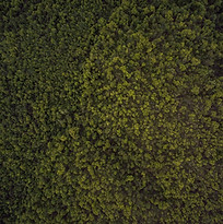 Ember Technology Tree Tops.jpg