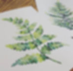Lady Fern in Watercolors