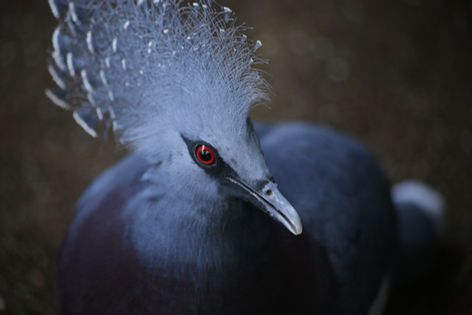 Natuur en Dierenwereld