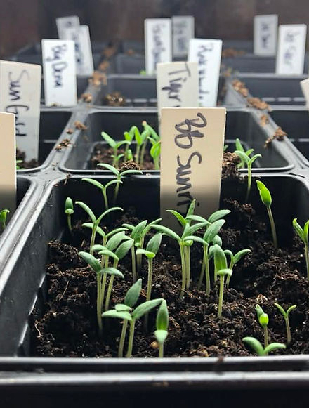 Closeup of tiny plant seedlings coming up out of dark soil in a seed starting tray
