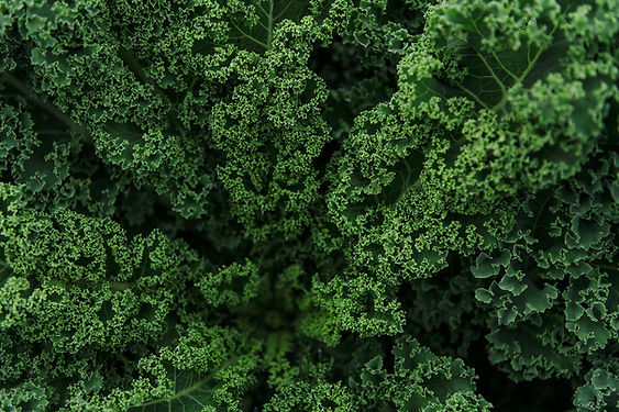 Closeup image of curly kale