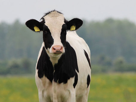 From Cow Manure into Clean Power: Japan’s Bold Step Toward Clean Energy