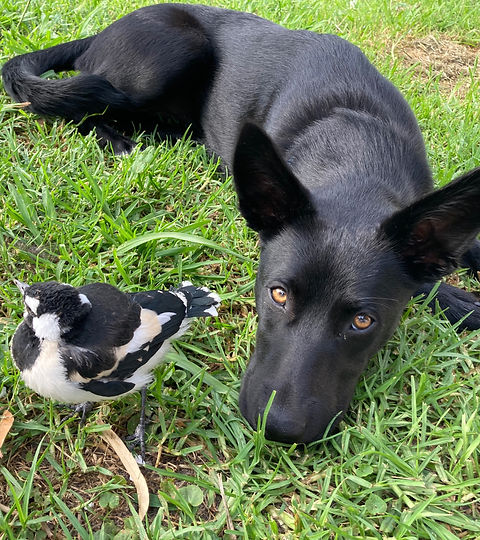 Dog with bird _edited.jpg
