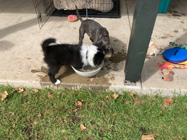 puppy school Shellharbour