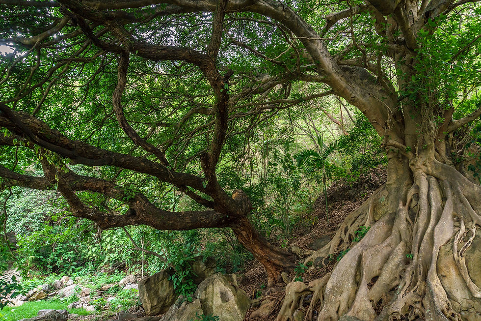 Ficus y guachipilÃn centenarios