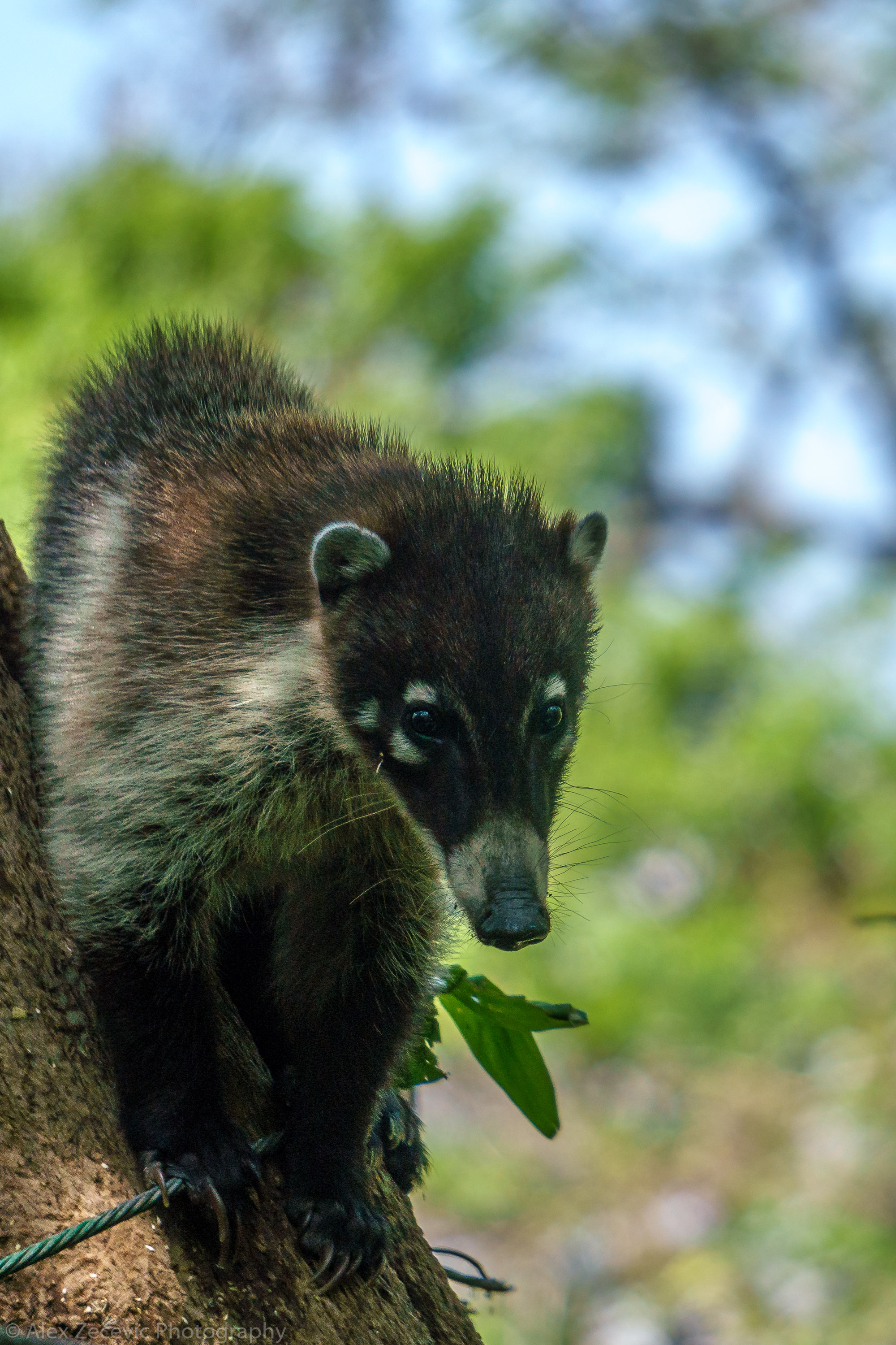 Pisote - Coatimundi