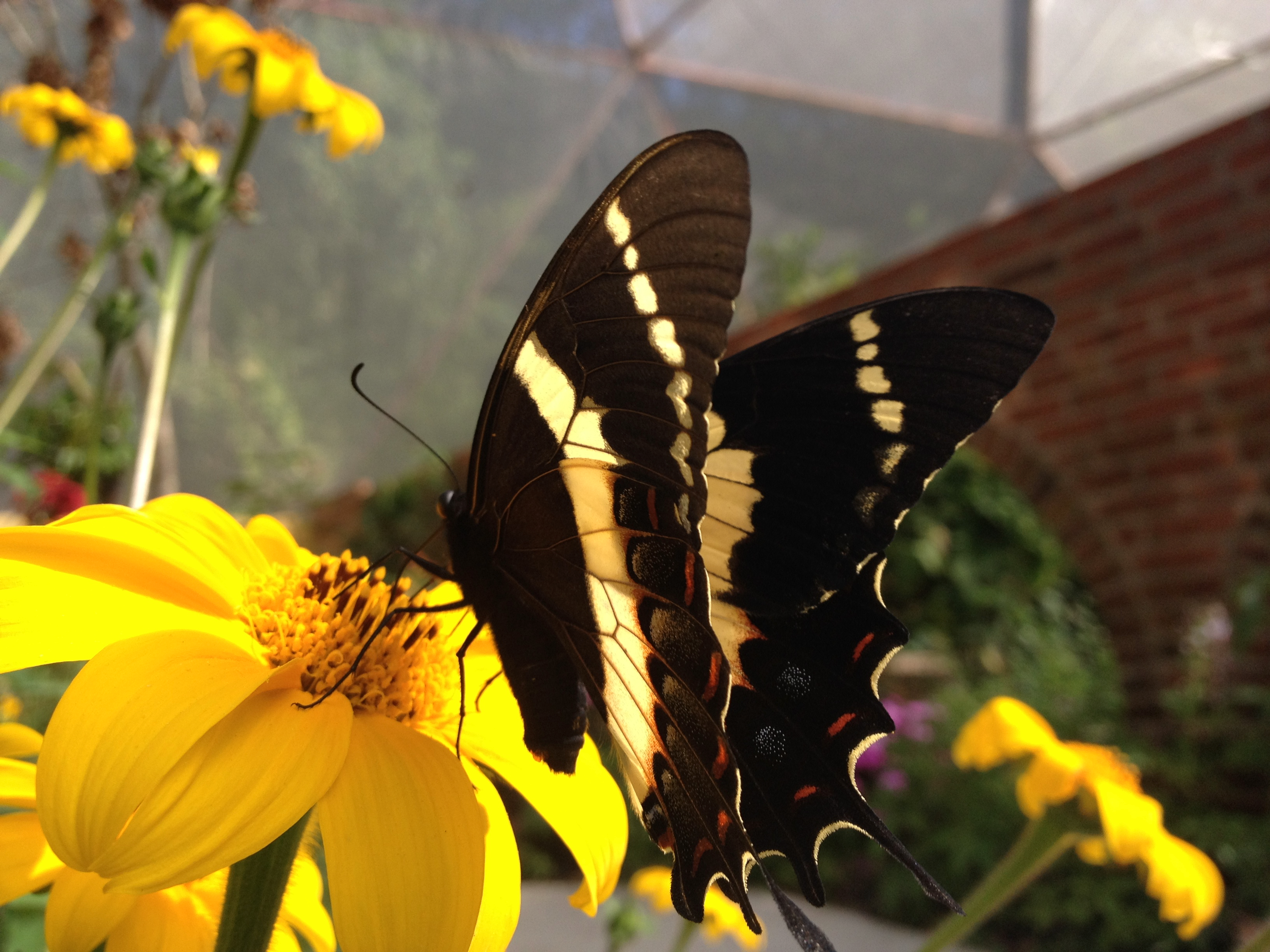 Mariposa alimentándose