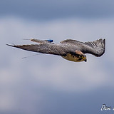 AO6I0383-Edit.JPG