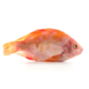 TILAPIA ROJA