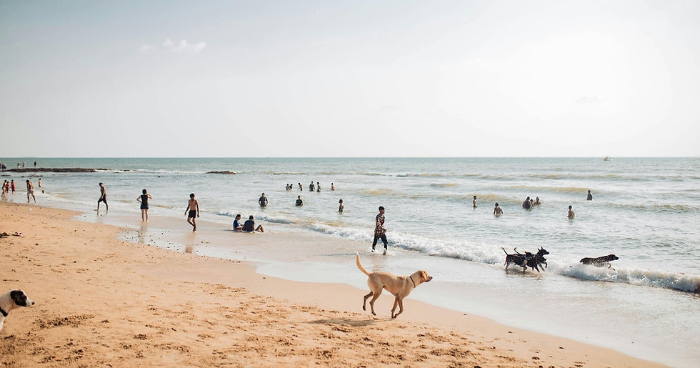 People enjoying a sunny beach, playing in the waves. Dogs running by the shore, creating a lively and carefree atmosphere.