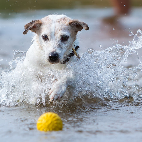 A small dog splashes through the water chasing a yellow ball. The setting is a shallow beach area with blurry figures in the background. Energetic mood.