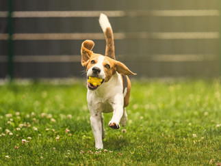 Beagle running on grass with a yellow ball in its mouth, ears flapping. Sunlit background with flowers and a blurred fence. Energetic mood.