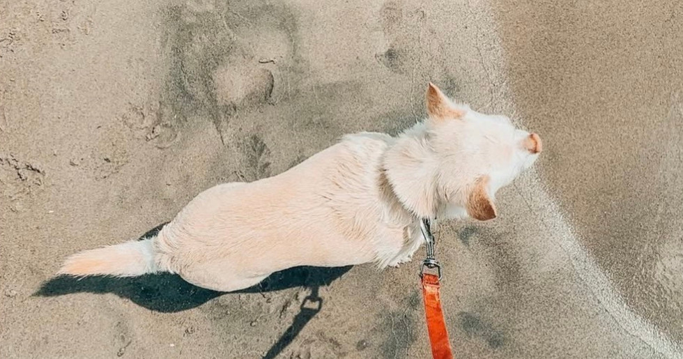 White dog on a beach, tethered with a red leash, looking toward the lake. Sand texture visible, creating a calm scene.
