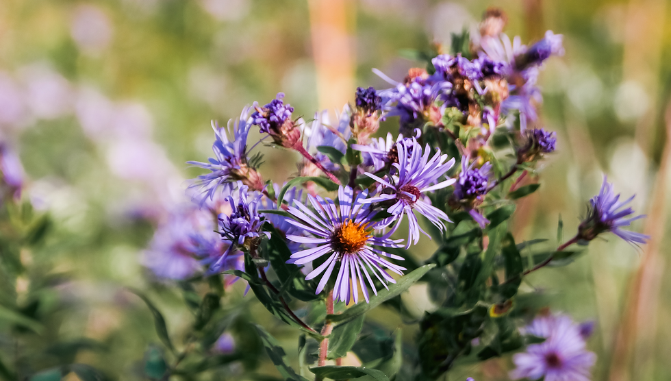 Purple flowers with orange centers bloom in a lush green field, creating a vibrant, serene scene under soft sunlight.