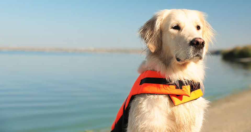 Golden retriever in orange life jacket stands by a calm lake. Sunny day with clear sky, serene mood.