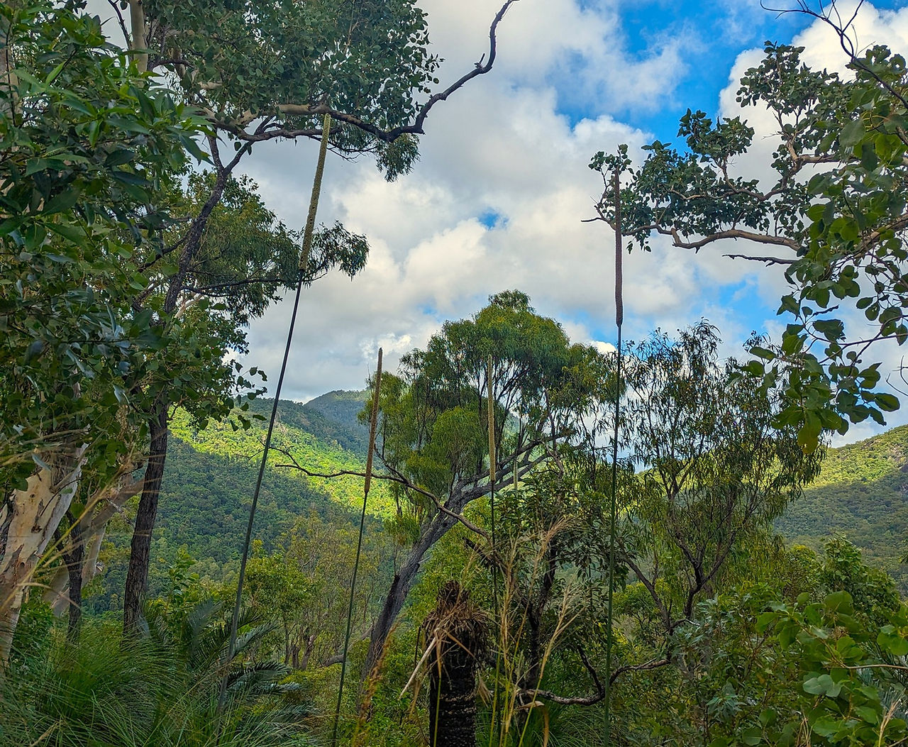 Rare Cyads.jpg