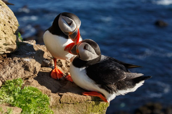 The Icelandic Puffins couple in Latrabjarg cliffs in Iceland