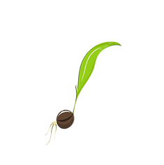 Seed pod for logo.png