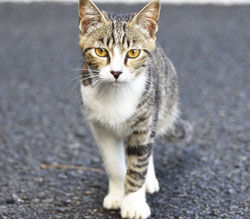 Wild cats　野良猫