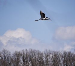 Red-crownded Crane タンチョウ