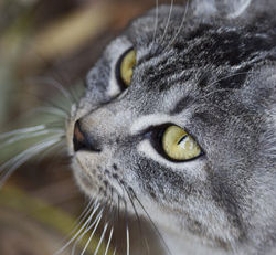 Mt. Iino-san 讃岐富士(飯野山)