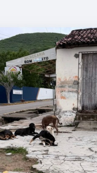 STF reforça dever das prefeituras de acolher cães e gatos abandonados e vítimas de maus-tratos
