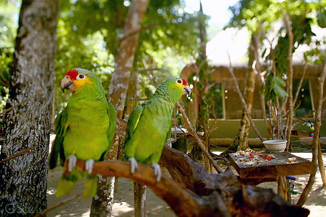 pericos en aktun chen park
