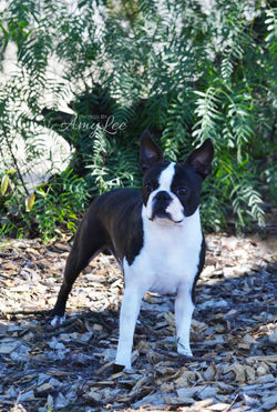 LOUIS_3_LOW RES