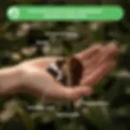 Calathea & maranta mix