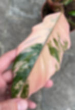 Philodendron Caramel Marble