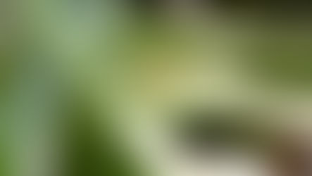 Thrips : Le guide ultime pour s'en débarrasser définitivement